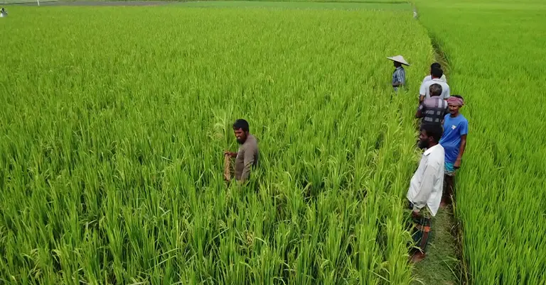 এক প্যাকেটে তিন জাতের ধানবীজ
